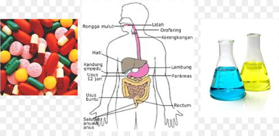 จุลชีพ，เพนนิซิลลิน PNG