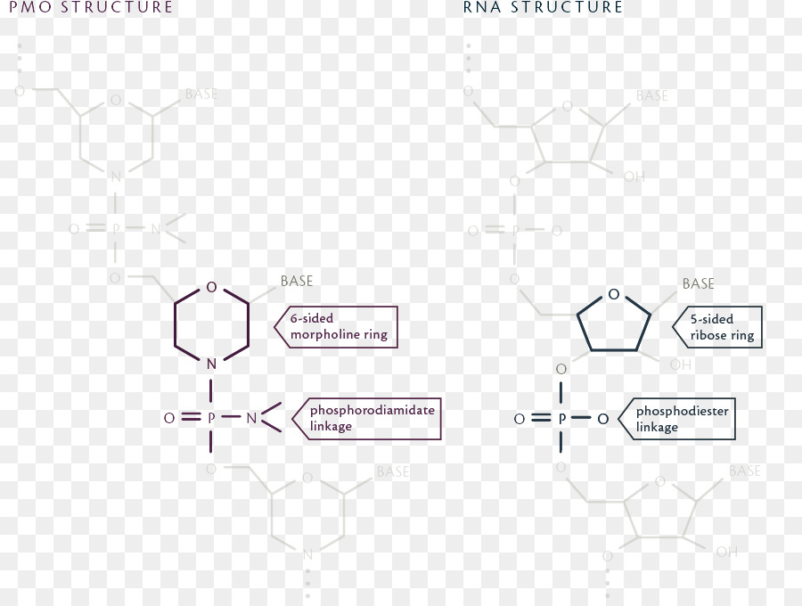 Dystrophin，Duchenne รู้สึกบางอย่างผิดปก Distrophy PNG