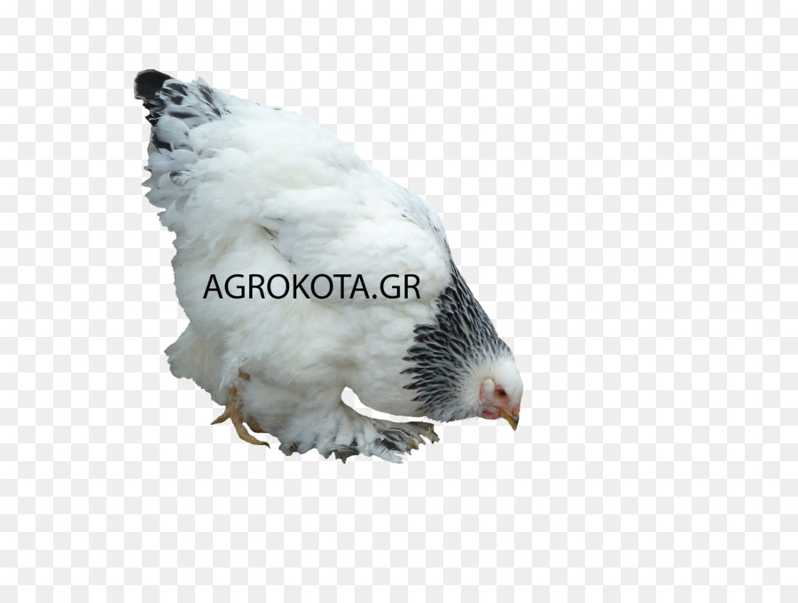 Australorp，นก PNG