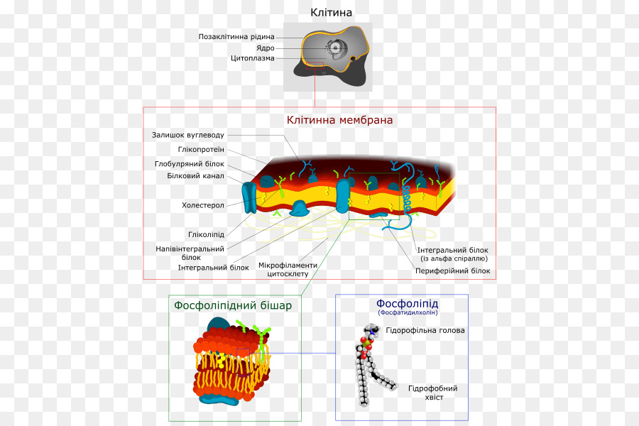 ทางชีวภาพ Membrane，มือถือ Membrane PNG