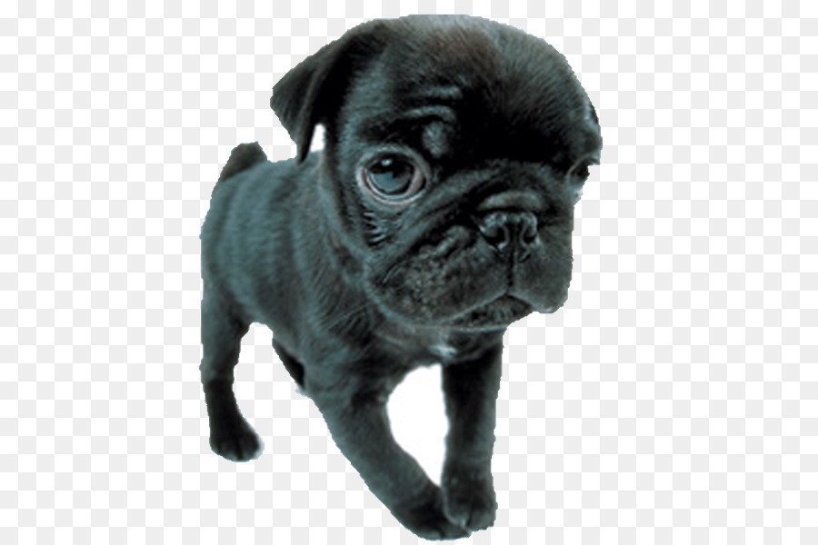 Pug，ของเล่นลูด็อก PNG