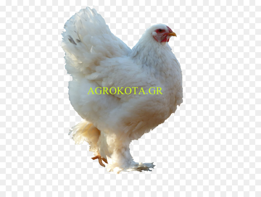 ไก่ขาวดำ，นก PNG