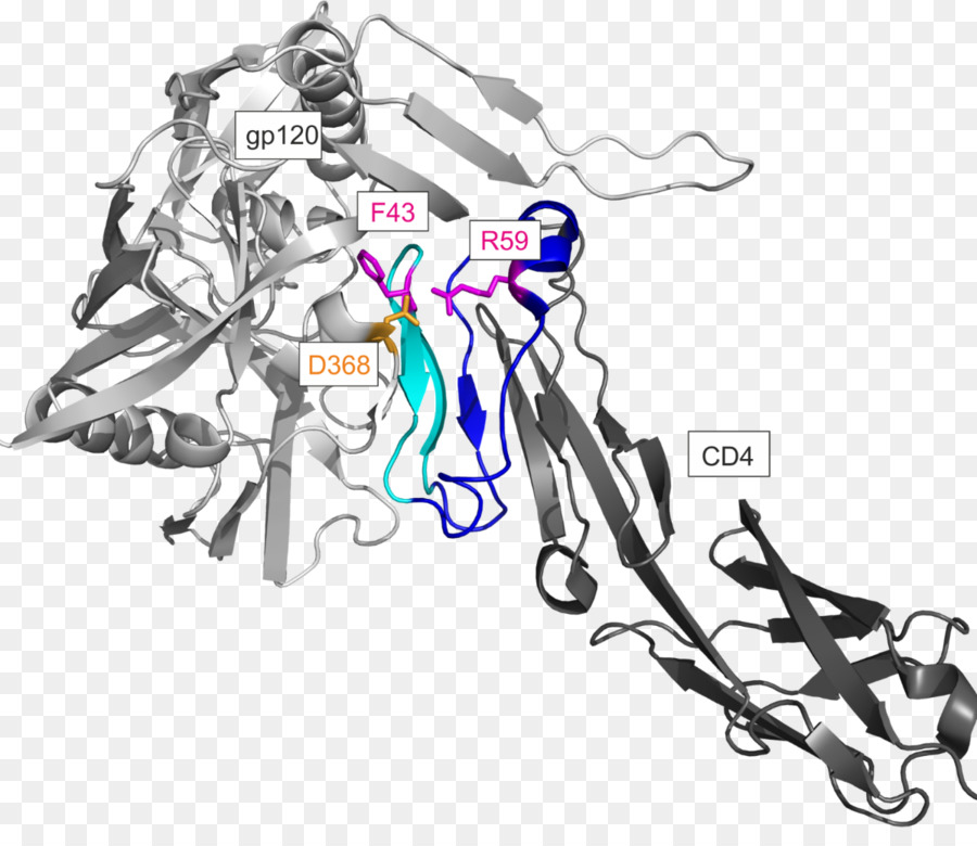 Cd4，ซองจดหมาย Glycoprotein Gp120 PNG