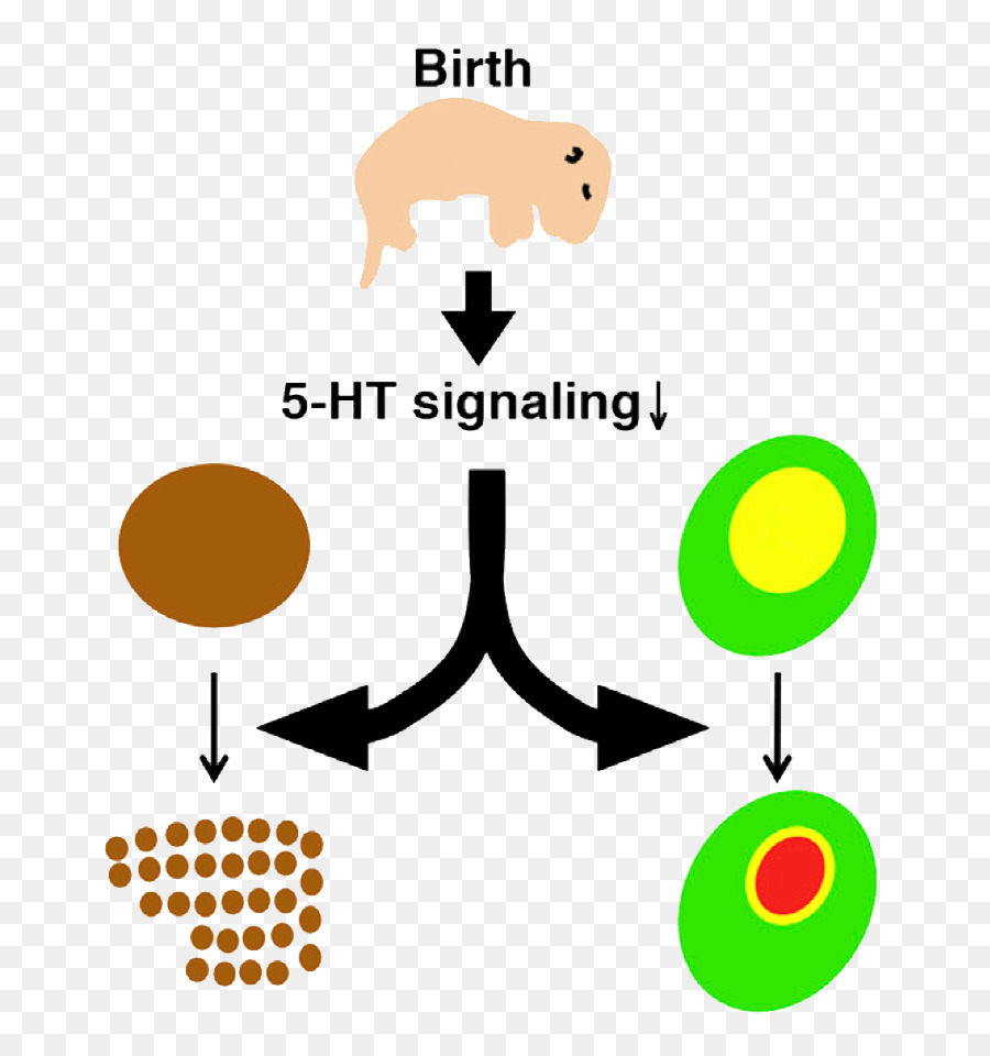 Sensory ระบบประสาท，Gooブログ PNG