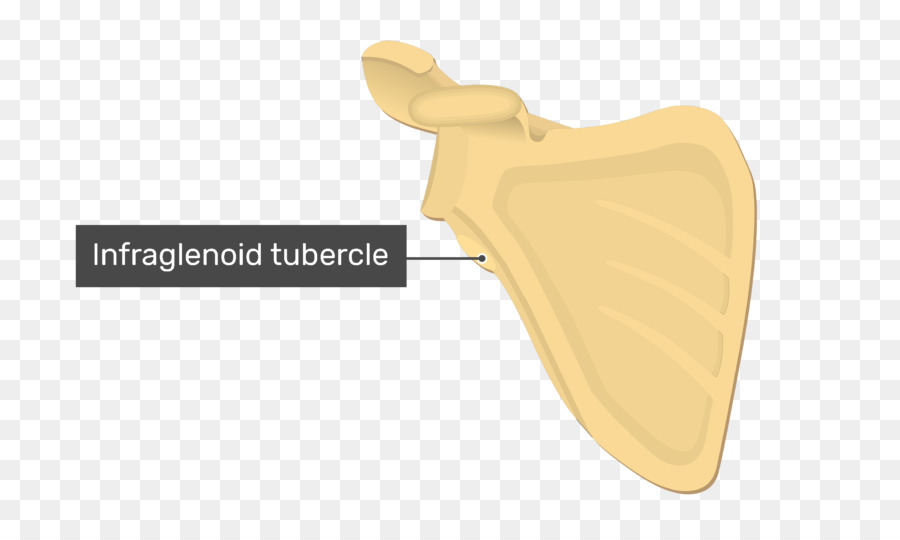 Infraglenoid Tubercle，Tubercle PNG