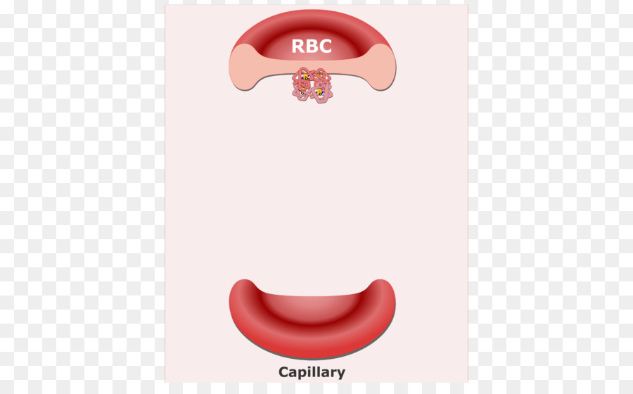 เซลล์เม็ดเลือดแดง，เส้นเลือดฝอย PNG