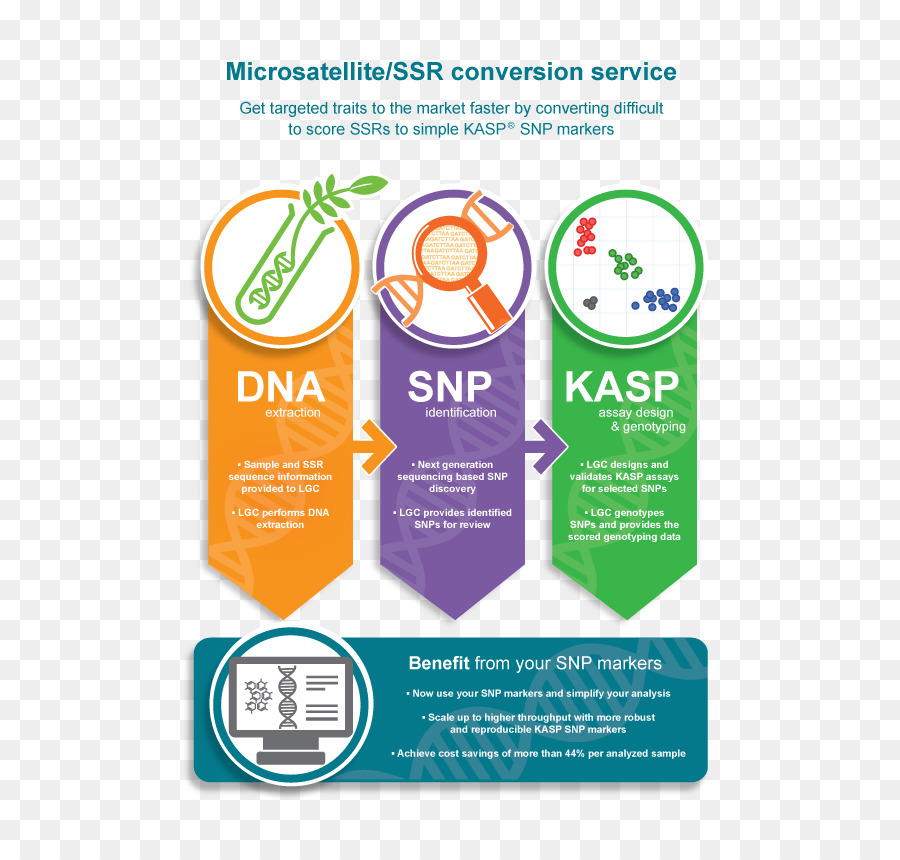 Singlenucleotide แตก，Microsatellite PNG