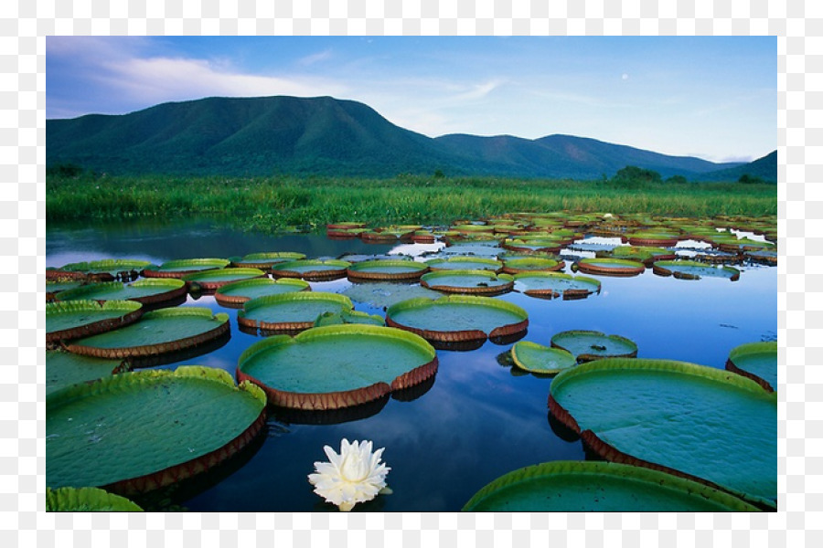 Pantanal，วิคตอเรีย Amazonica PNG