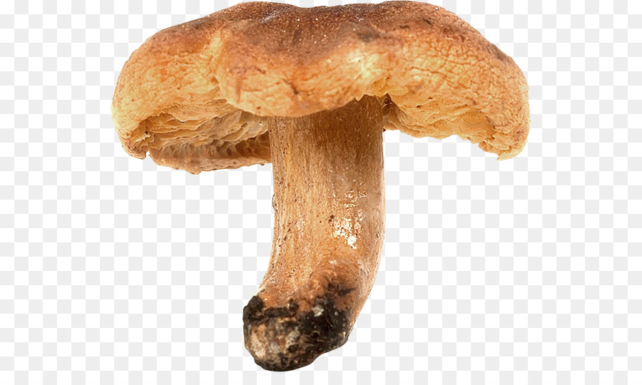 เห็ด，Pleurotus Eryngii PNG