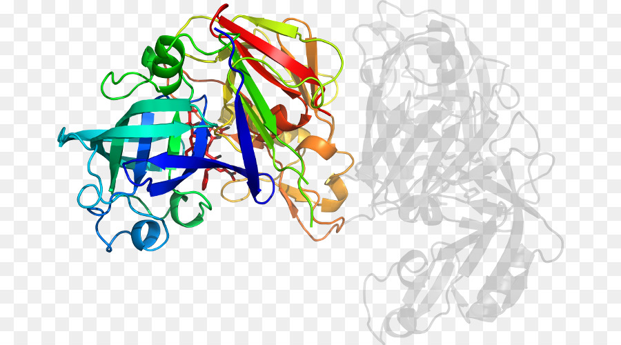 โครงสร้างโปรตีน，โมเลกุล PNG