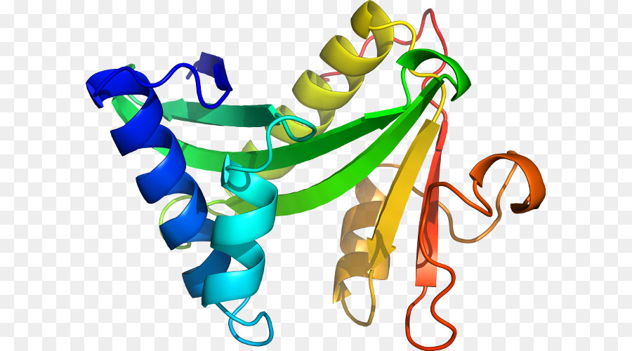 โครงสร้างโปรตีน，โมเลกุล PNG