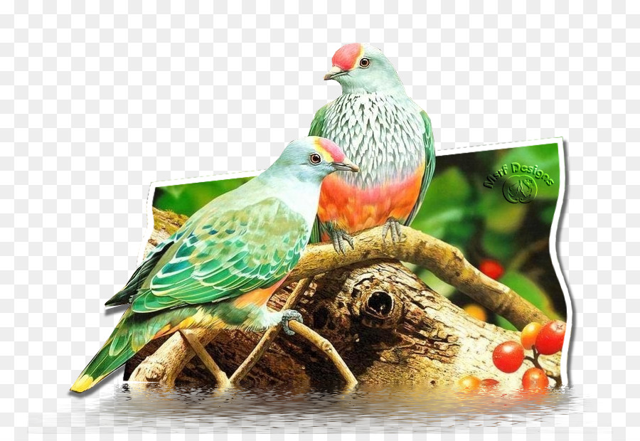 นก，Columbidae PNG