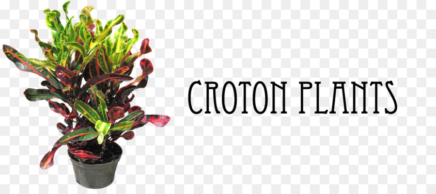 สวน Croton，กระถาง PNG