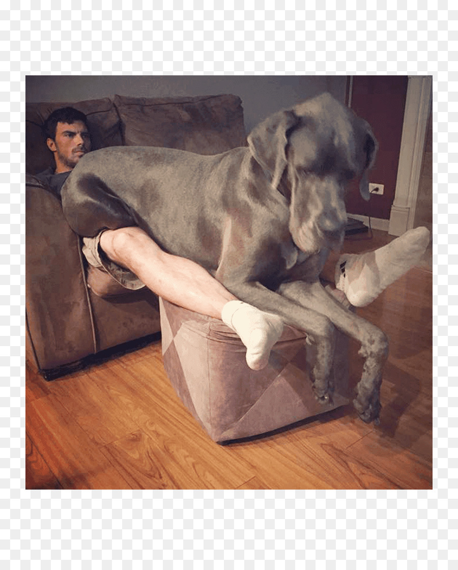 Weimaraner，เยี่ยม Dane PNG