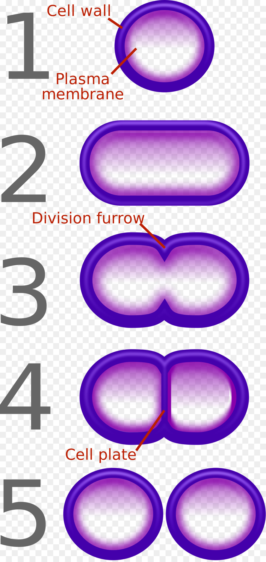 การแบ่งเซลล์，ชีววิทยา PNG