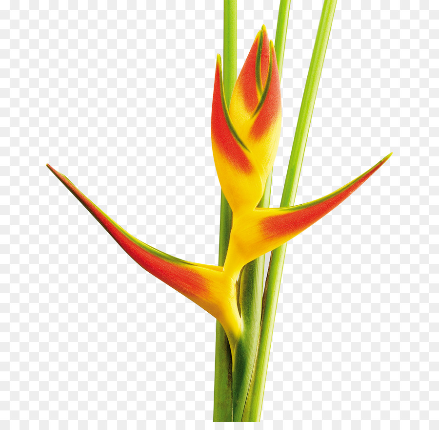 ดอกไม้ Heliconia，เขตร้อน PNG