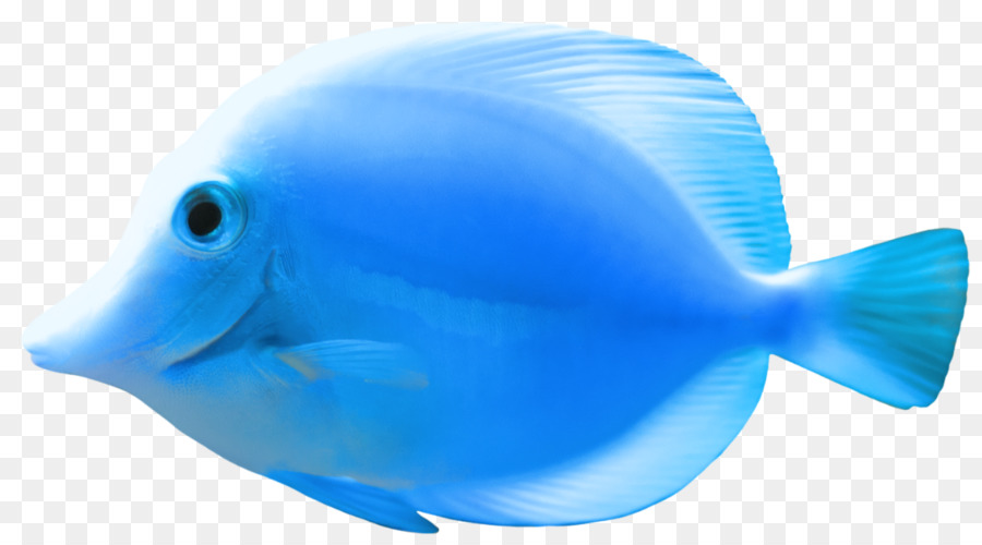 ดาวน์โหลด，ปลา PNG