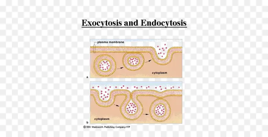 Exocytosis และ Endocytosis，ห้องขัง PNG