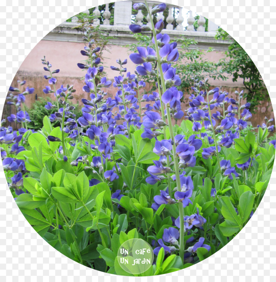 Botanical สวนของ Padua，Bluebonnet PNG