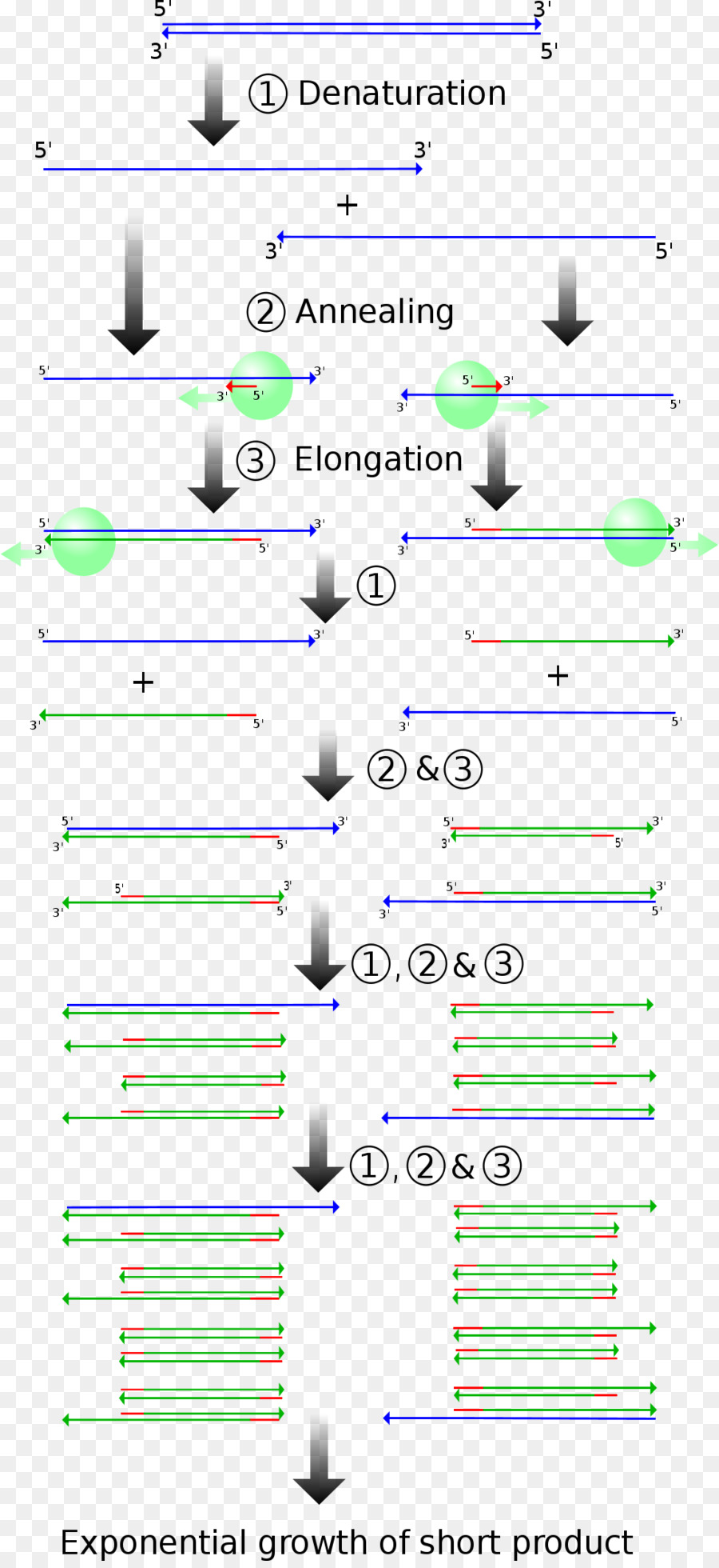 Polymerase ปฏิกิริยาลูกโซ่，Realtime Polymerase ปฏิกิริยาลูกโซ่ PNG