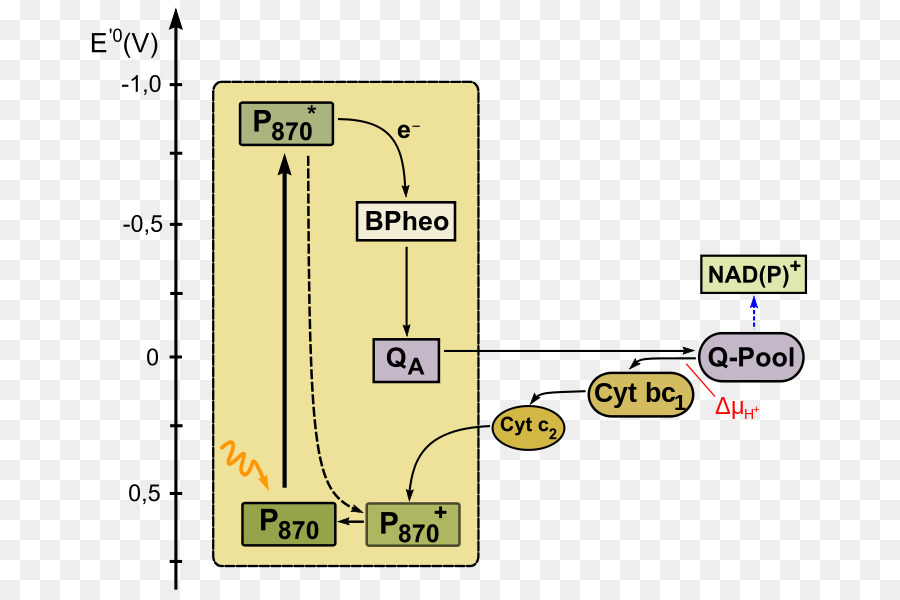 แสงสว่าง，การสังเคราะห์แสง Anoxygenic PNG