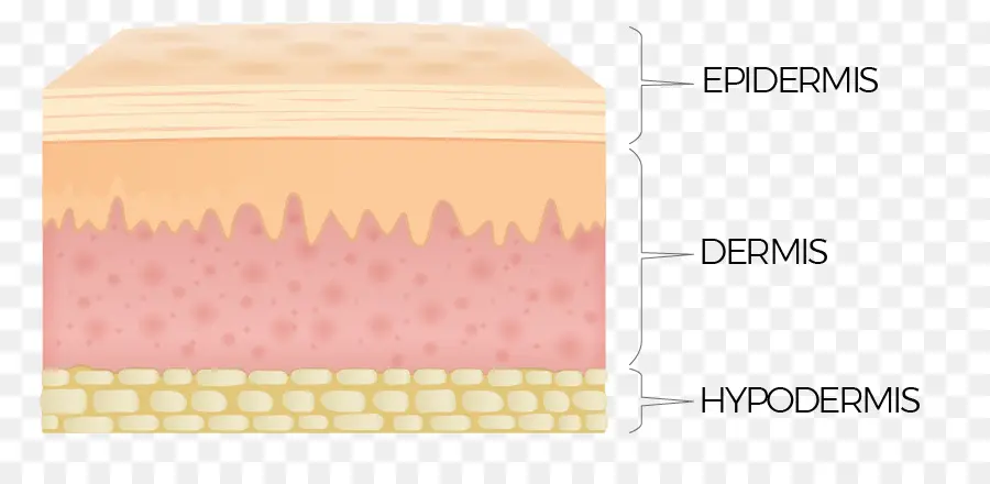 ชั้นผิวหนัง，หนังกำพร้า PNG