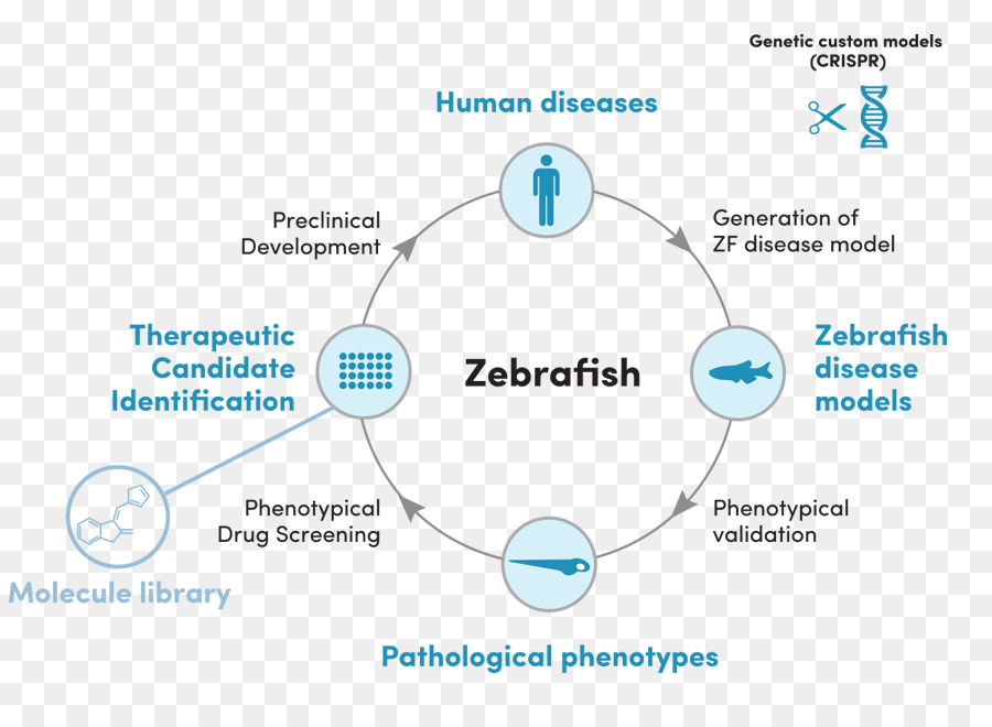 Zebrafish，โรคมนุษย์ PNG