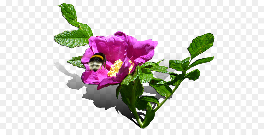 Cabbage โรส，ดอกไม้ PNG