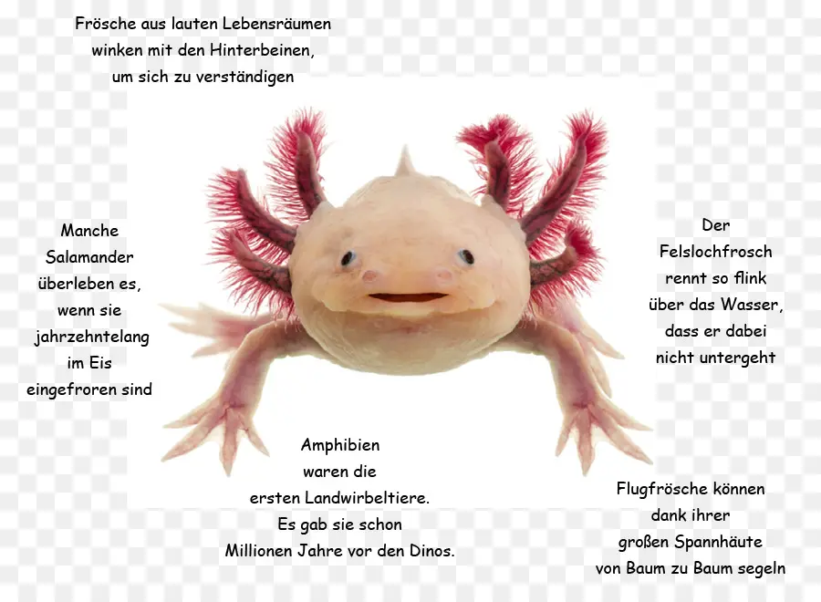 Axolotl，สัตว์ครึ่งบกครึ่งน้ำ PNG