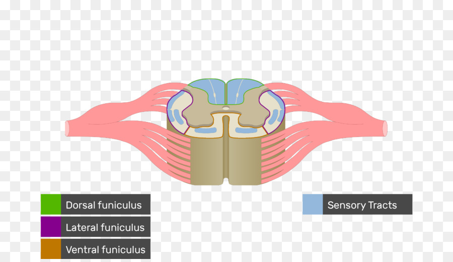 ไขสันหลัง，ระบบประสาท PNG