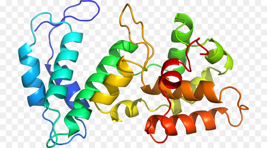โครงสร้างโปรตีน，โมเลกุล PNG