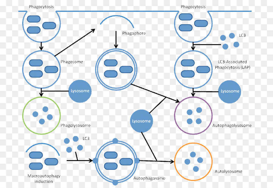 Phagocytosis，Xenophagy PNG