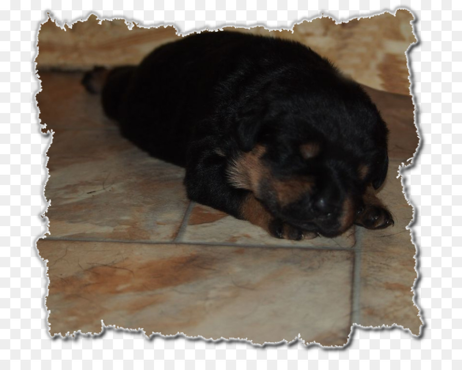 Rottweiler，ลูกหมา PNG