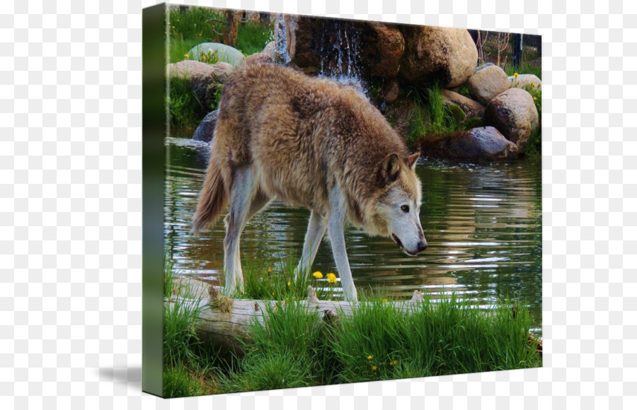 Saarloos Wolfdog，โกส Wolfdog PNG