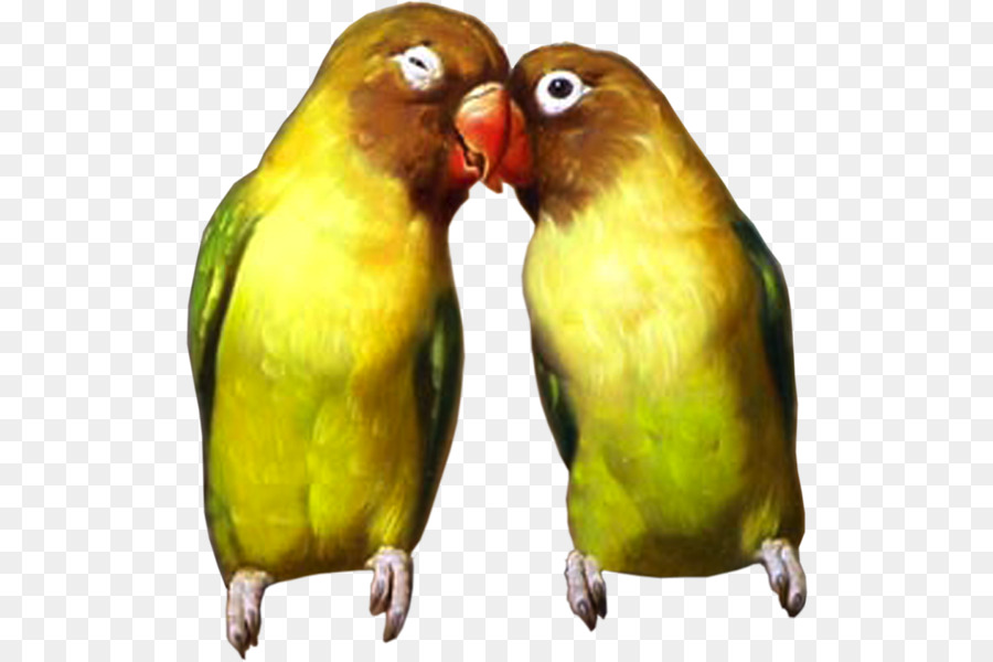 Budgerigar，อวัยวะ PNG