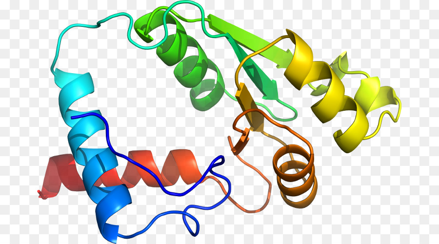 โครงสร้างโปรตีนสีสันสดใส，โปรตีน PNG