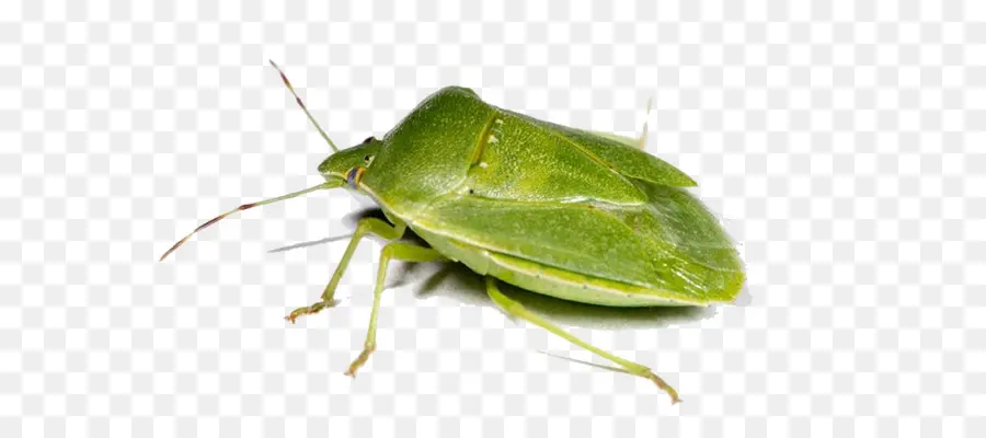 แม้แต่งานบี้แมลงวั，มาจากทางใต้ทางใต้ของสีเขียวงกลิ่นเหม็นดักฟัง PNG