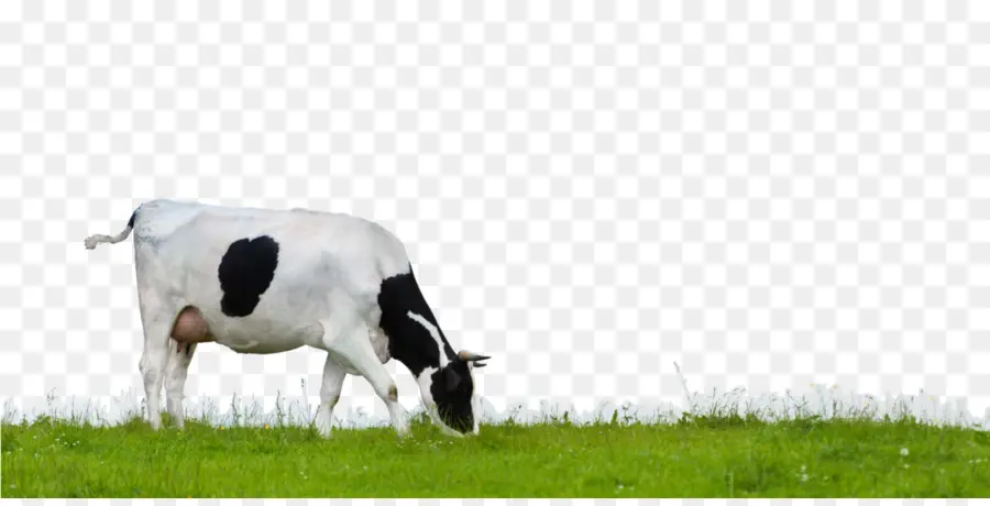 Dairy วัว，วัวหรอก PNG