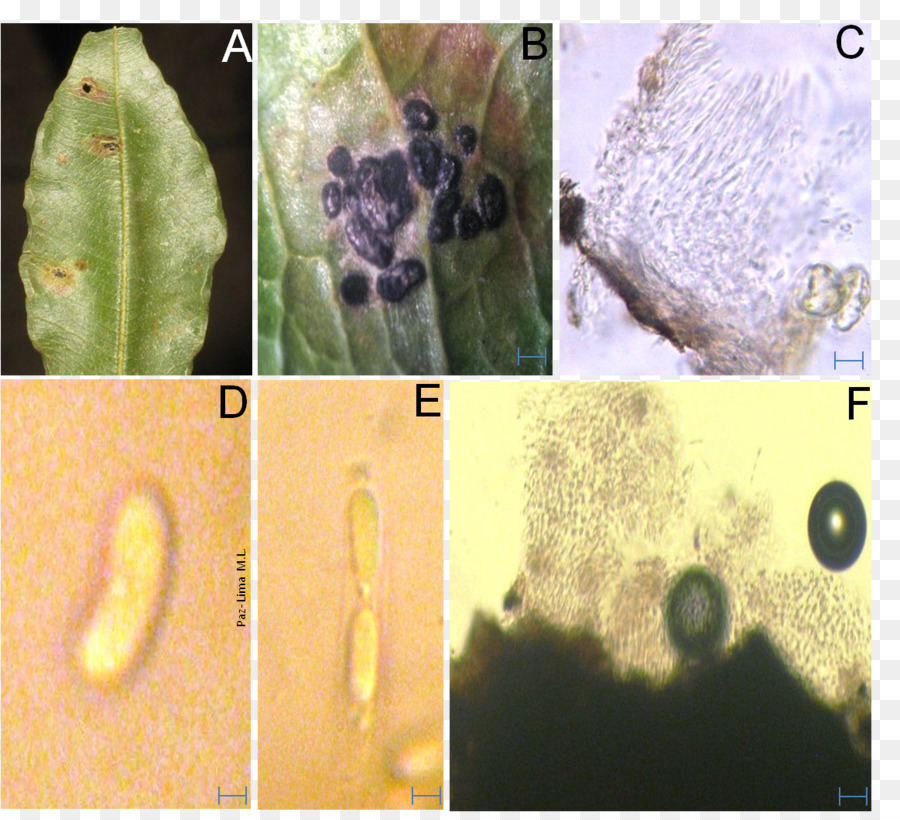 Colletotrichum，Sordariomycetes PNG