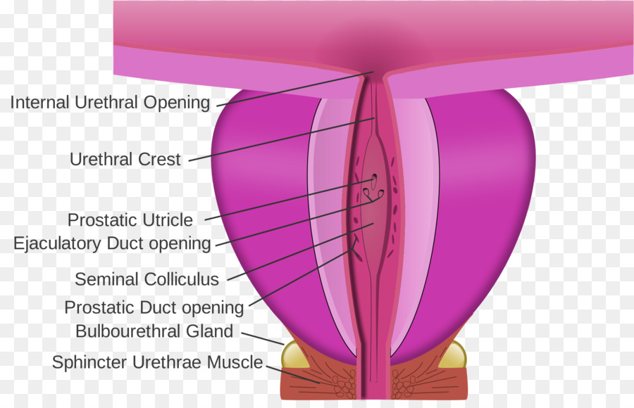 Ejaculatory ลายเป็นท่อ，เท่ากำปั้นเด็กเลย PNG