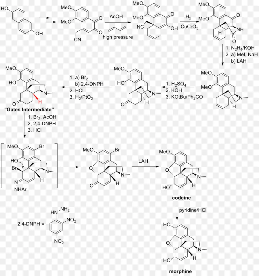 ทั้งหมด Synthesis มอร์ฟีน\แล้วก็เกี่ยวข้องกั Alkaloids，ทั้งหมด Synthesis PNG