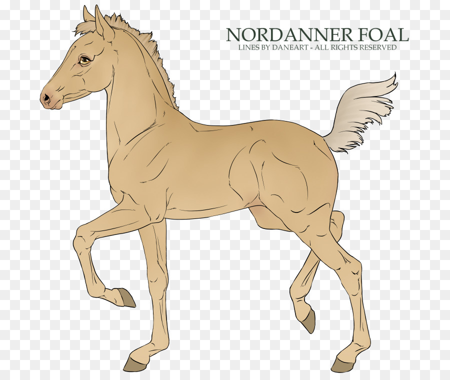 แผง，Foal PNG