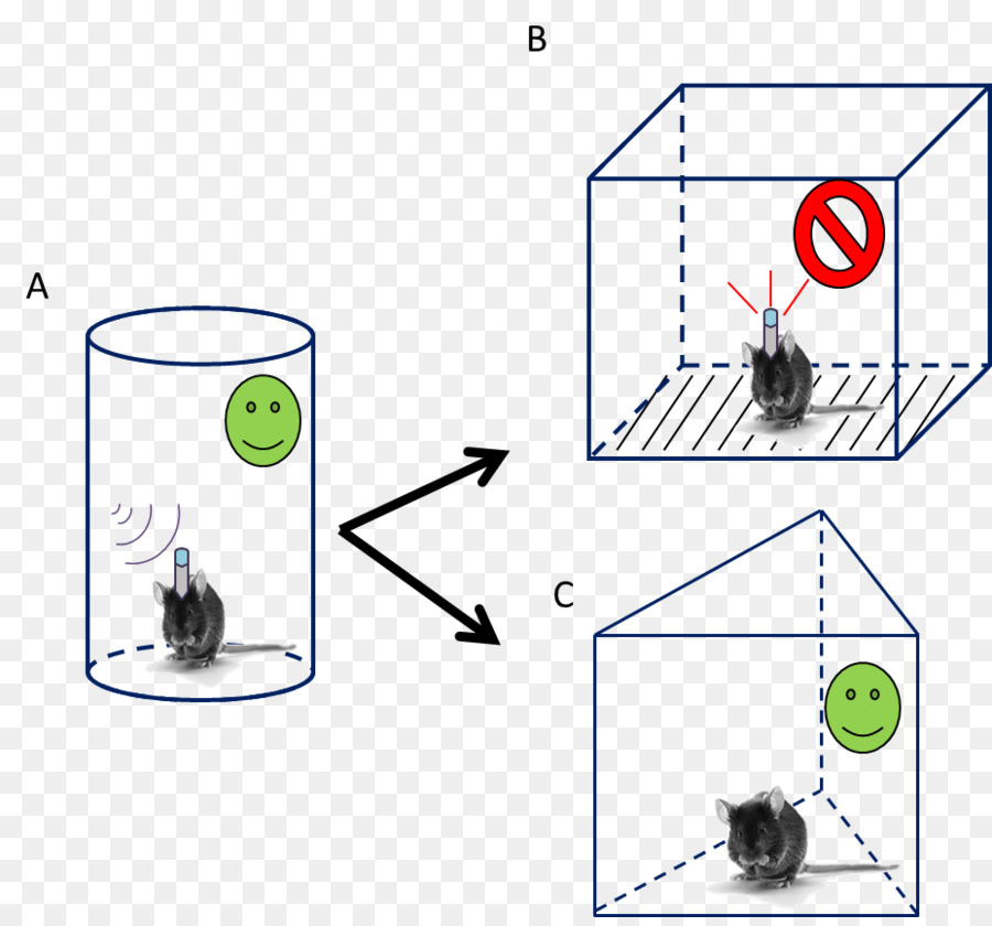 ความกลัว Conditioning，หนู PNG