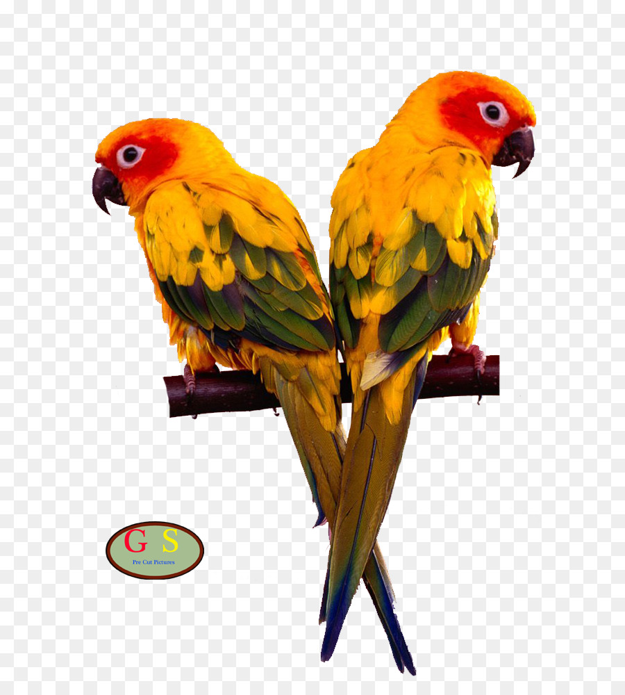 นก，Cockatiel PNG