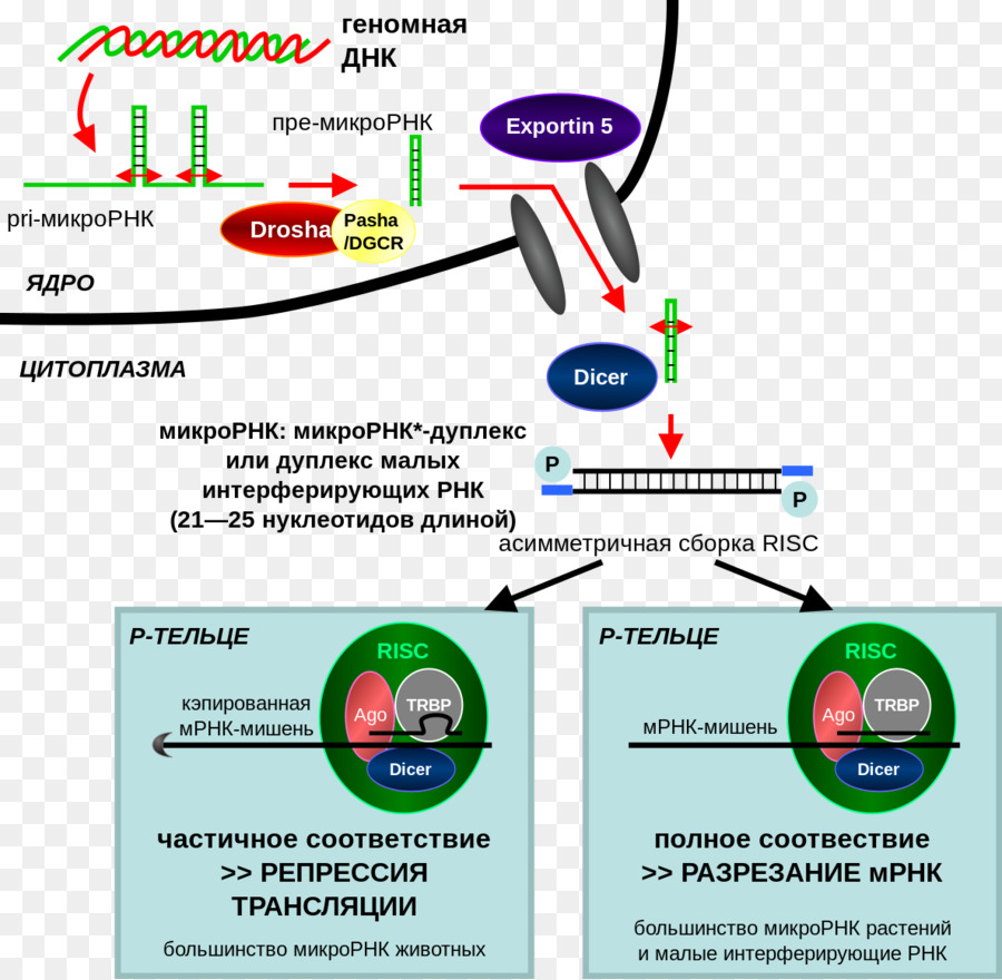 Rna คอยขัดขวางการ，เล็กน้องวุ่นวาย Rna PNG