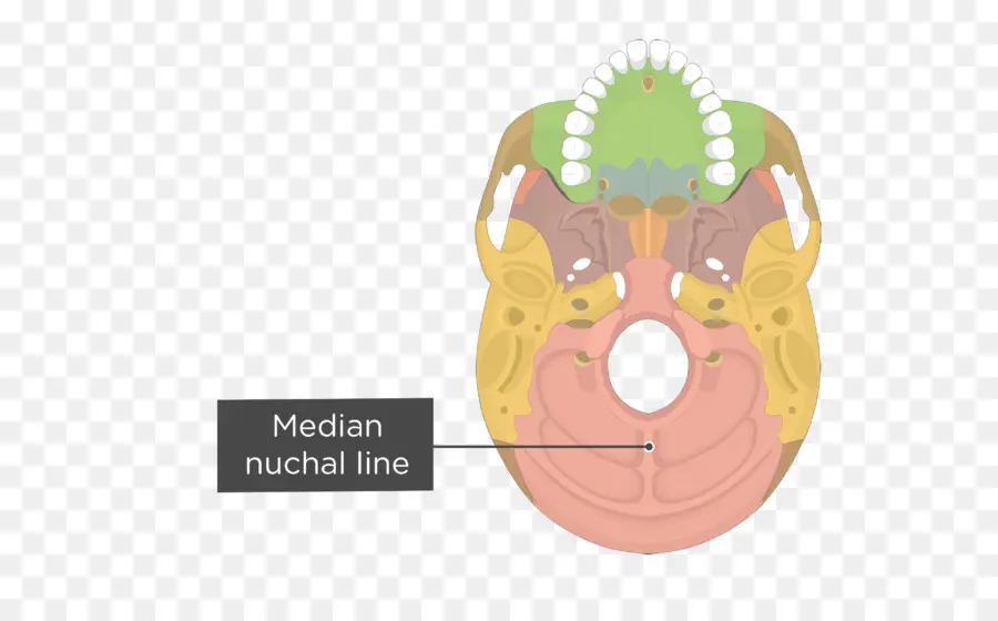 กะโหลกศีรษะ，เส้น Nuchal เฉลี่ย PNG