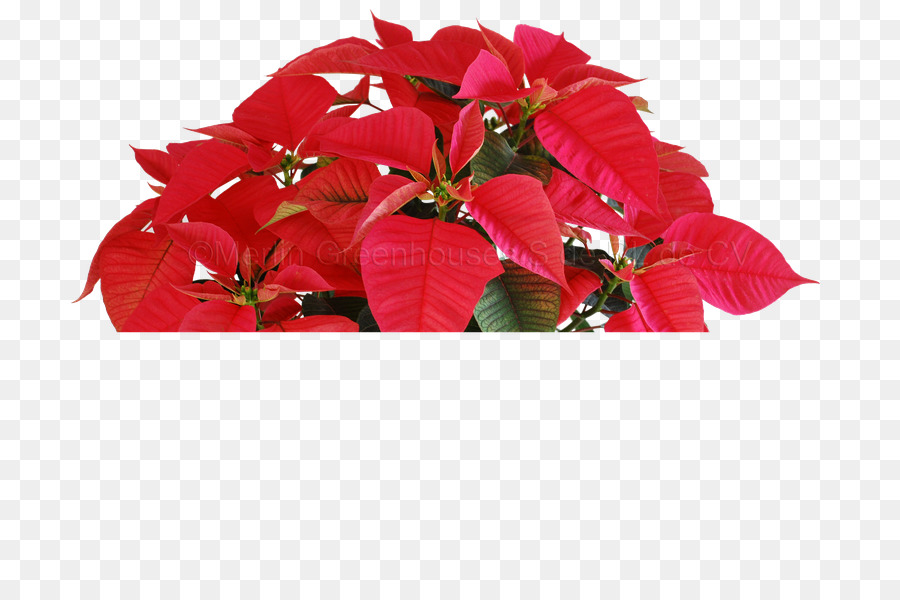 Poinsettia สีแดง，คริสต์มาส PNG