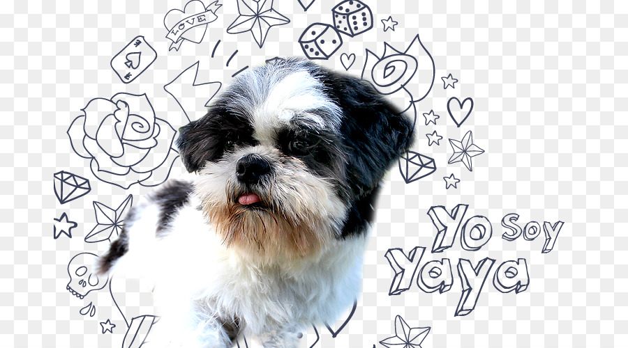 Morkie，Shih วู PNG