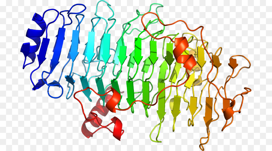 โครงสร้างโปรตีน，โมเลกุล PNG