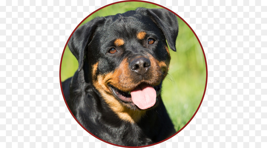 สุนัข，Rottweiler PNG